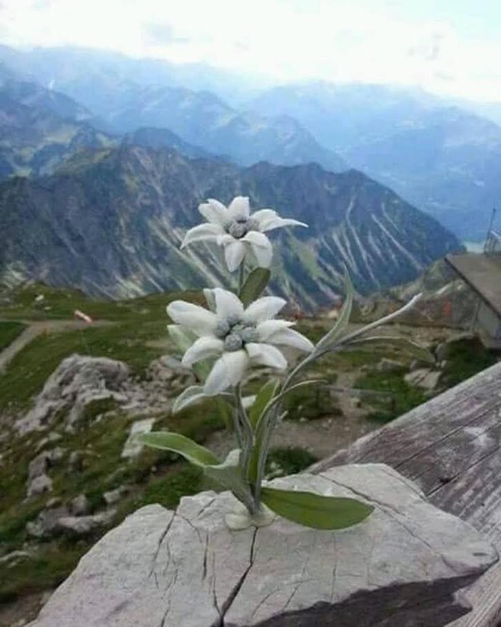 Mes Lastei Daire Campitello di Fassa Dış mekan fotoğraf
