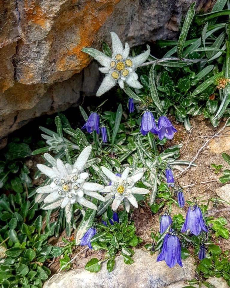 Mes Lastei Daire Campitello di Fassa Dış mekan fotoğraf