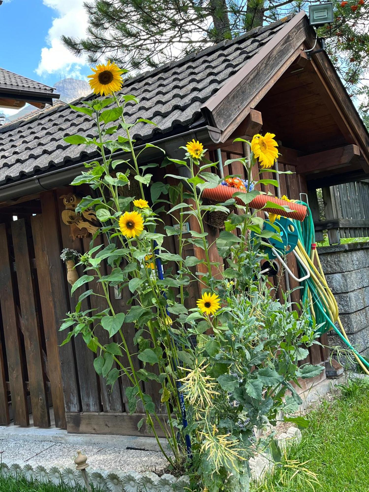 Mes Lastei Daire Campitello di Fassa Dış mekan fotoğraf